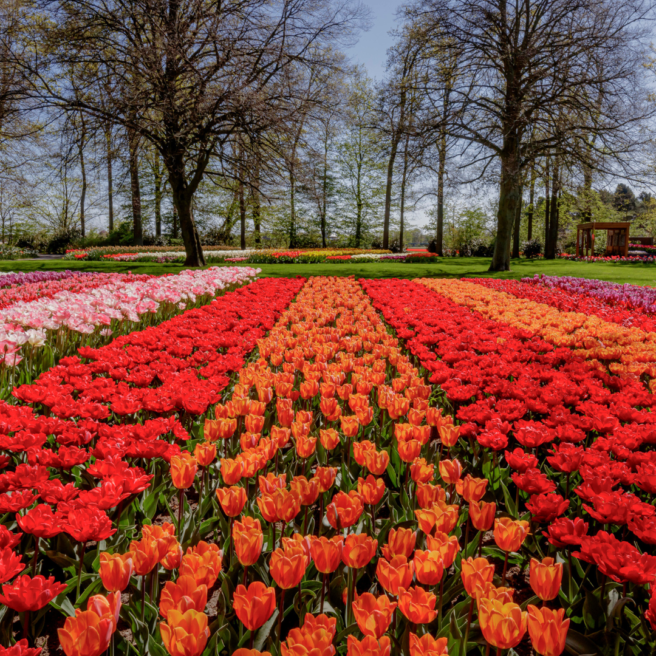 Keukenhof