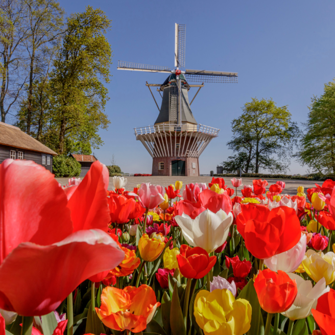 Keukenhof 3