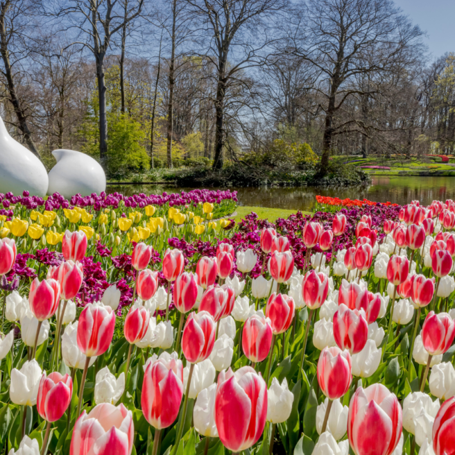 Keukenhof 2