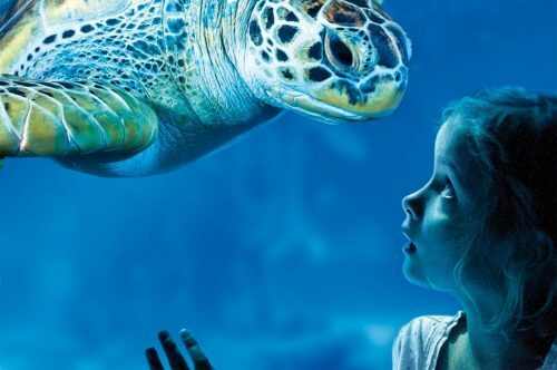 Schoolreisje naar LEGOLAND C2 AE en SEA LIFE 5 2