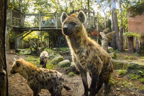 Dieren Park Amersfoort 3 2