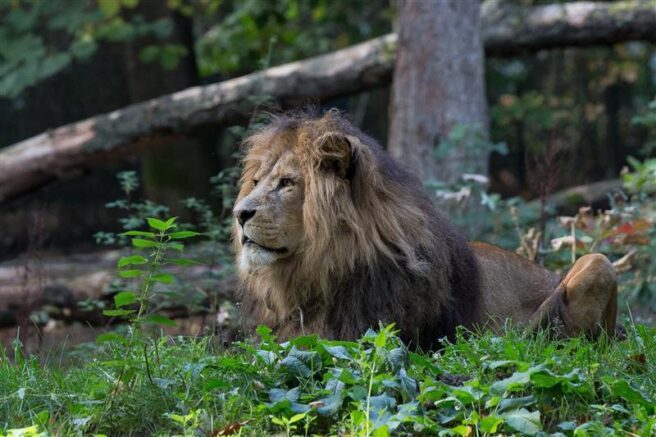 Leeuw Burgers Zoo