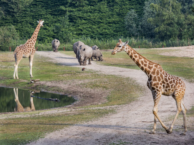 Burgers Zoo 6