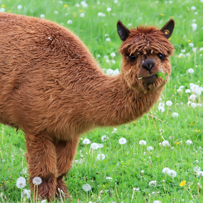 Alpaca 2