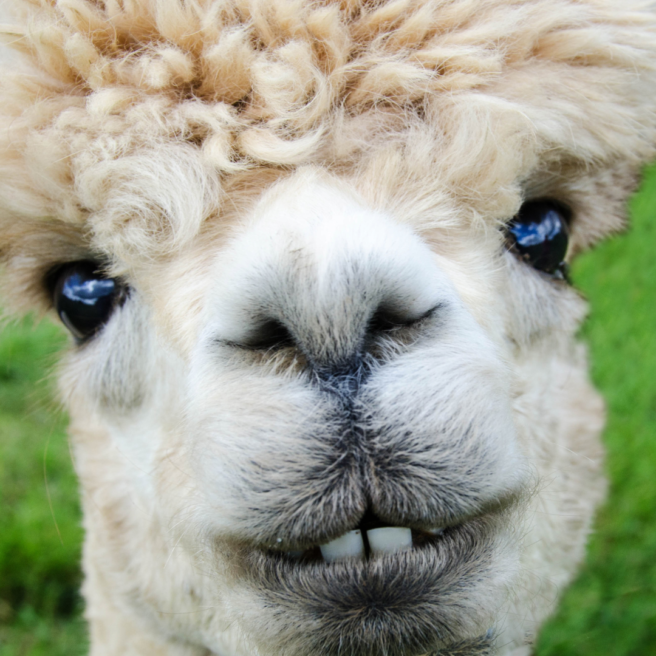 Alpaca