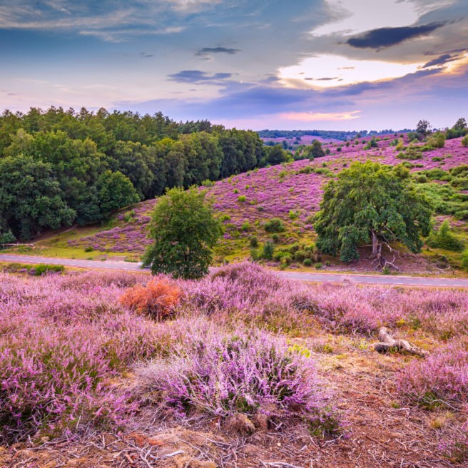 Romeinen in Nederland 2