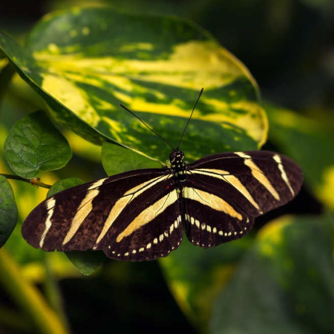 Tropical Zoo 2