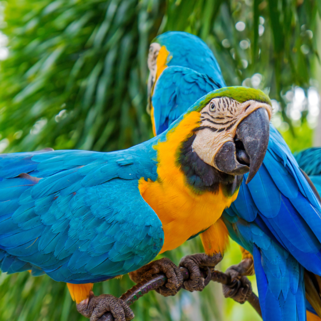 Tropical Zoo 3