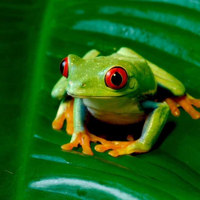 Tropical Zoo