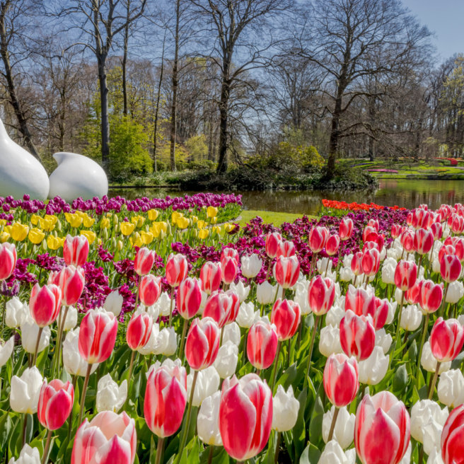 Tulip experience 2