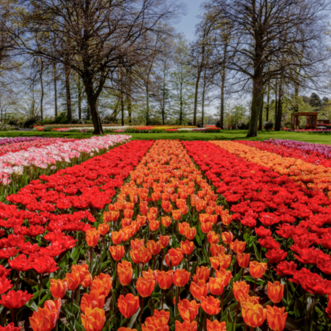 Tulip experience 3