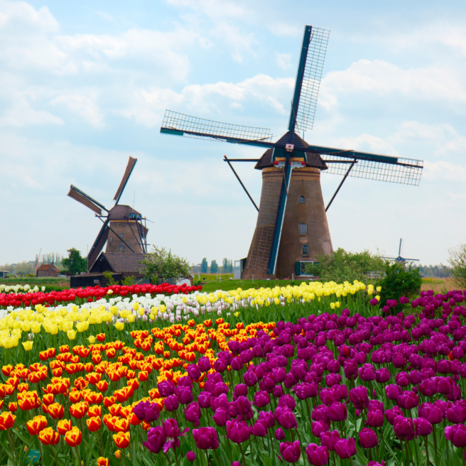 Tulip experience