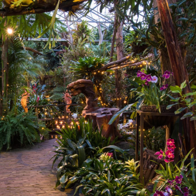 Winterdroom Pantropica 2
