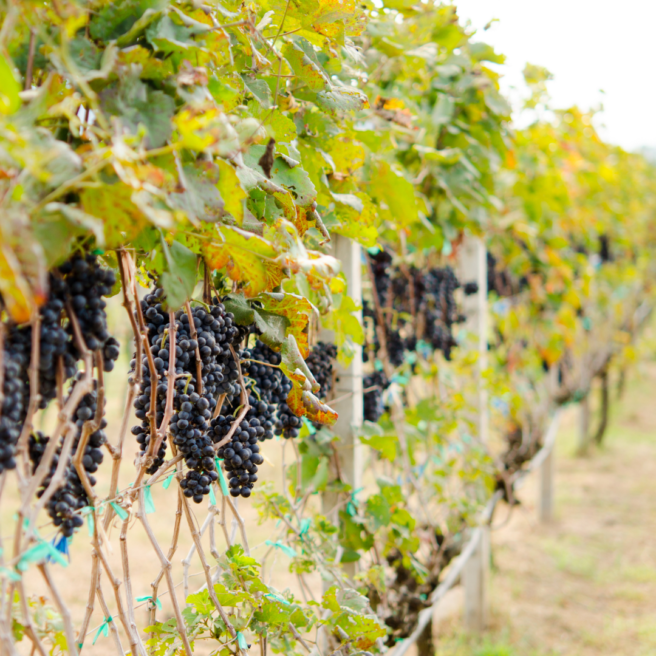 Zeeland wijn bessen en oesters