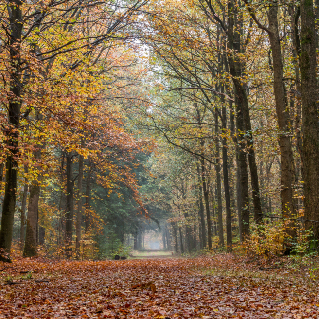Alles uit grootmoeders tijd 2