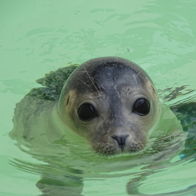 Zeeuwse wateren zeehond